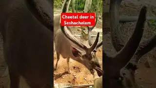 Cheetal deer - #animals #cheetah #deer #animal #wildlife #bbc #bbcnews #forest