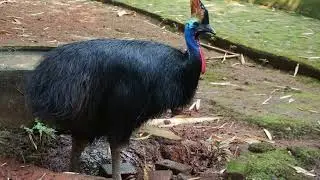 Cassowaries: The World's Most Dangerous Bird?