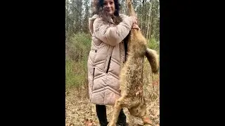 Койоты, лисы и еноты — вот это да!