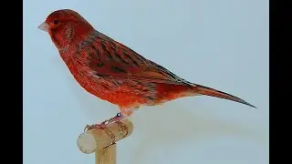 Канарейка