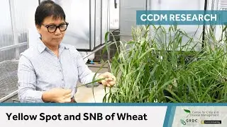 Yellow Spot and SNB of Wheat | 10 Years of CCDM Research
