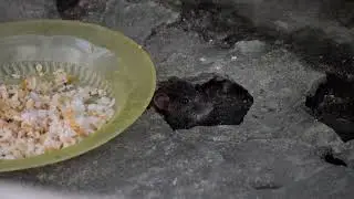 rat, Animalia, Muridae, Rattus, Rodentia,  rattus