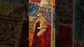 Lucky: Dancer of the Year 💃🕺🍀🐈
