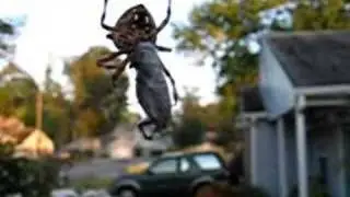 Araneus marmoreus