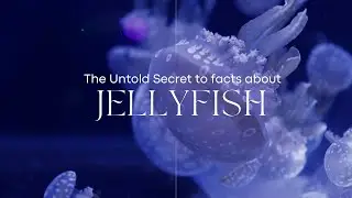 Fascinating World Of Jelly Fish: Ripley's Aquarium, Toronto (Canada)
