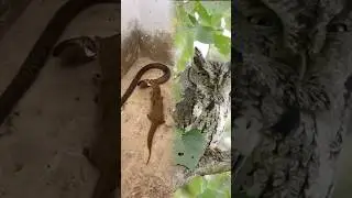 burung hantu melihat ular vs musang rase #shorts