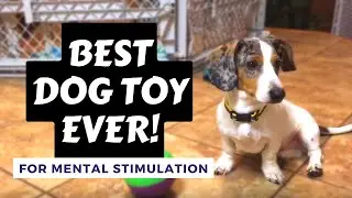 Bob-A-Lot Dog Toy Review - Dog's PRICELESS Reaction