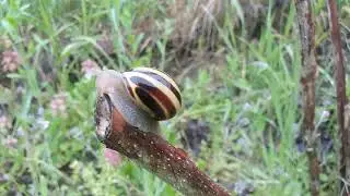 Grove Snail