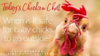 When can baby chicks go outside?