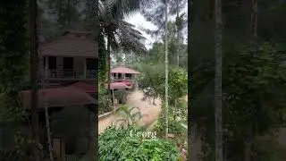 Best budget stay in madikeri |kodagu |Coorg home stay inside coffee plantation #coorg #stay #budget