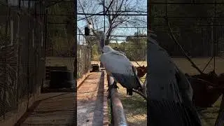 Познакомьтесь с гигантскими хранителями дикой природы &mdash; капскими стервятниками!