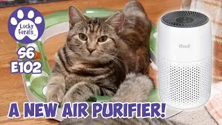 Levoit Core Mini Air Purifier For The Cats, Training Feral Cats | S6 E102 | Lucky Ferals Cat Vlog