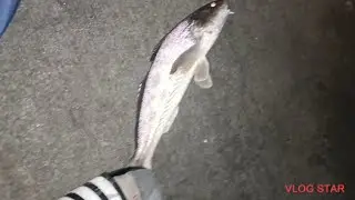 Birthday Fishing 🎂Catching Big Whiting!