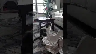 Корарра смотрит на Принстон