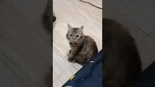 Use sound on cat 🐱