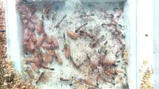 Harpegnathos saltator | Liebig Lab | ASU SIRG | 2026-01-12