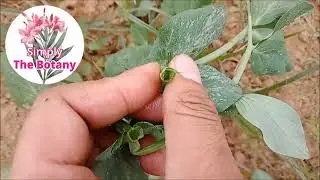 Interesting facts about pea (मटर के फ़ायदे) by Simply The Botany