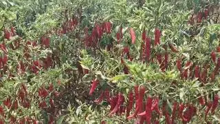 STAR FIELD CROP SCIENCE ( VICTORY ) VIRUS TOLERANT HIGH YIELDING VARIETY ( 9491938699 )