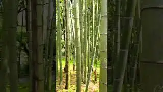 Дендропарк в Шекветили. Аджария #грузия #казахстан #батуми #актау #travel