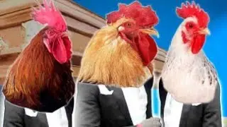 62 Rooster 