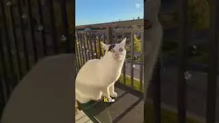 What a sunny day! #autumn #cute #cat #catshorts #pets #catvideos #catlovers #funnycats #love #today