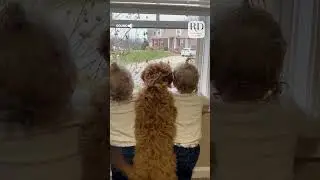 These toddlers and the dog waited were too excited for their brother to come home! #kidsanddogs