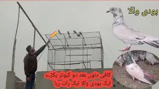 New setup ki first chiri Mari//Ghazi pigeon club 