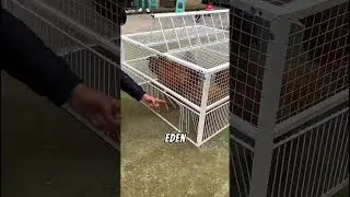 D&uuml;nyanın En Akıllı Kuş Kapanı!🕊️🔒