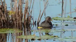 Common gallinule feeding