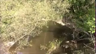 Rita Salmon on Wilmot Creek