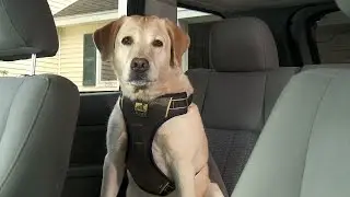 Kurgo Impact Dog Car Harness