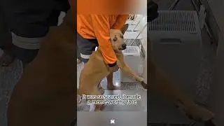 Dogs are really, really scared of vets! #funny #funnydog #prank #surgeon #dog
