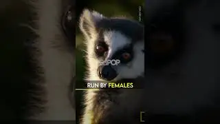 Bad Lemurs | EdPOP