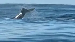 Tofo Beach humpback tail slapping 