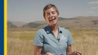 Identifying Invasive Annual Grasses in Montana