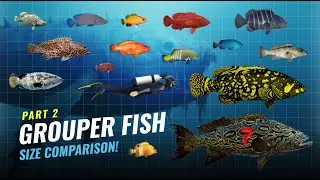 Grouper Fish Size Comparison PART 2 &ndash; From Smallest to the Giant Queensland Grouper!