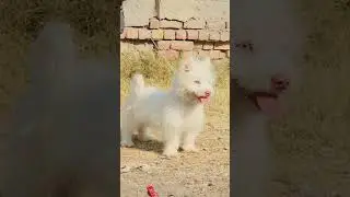 Ration puppy mail  age12 month secure dog for sale contact call number03007999829