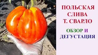 ТОМАТ ПОЛЬСКАЯ СЛИВА ТЁТУШКИ СВАРЛО. ОБЗОР И ДЕГУСТАЦИЯ.