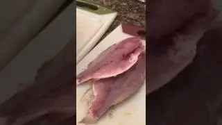 How to fillet a porgy fast and slow best instructional video out there