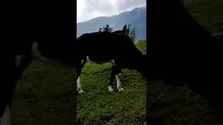 Cows grazing in the Himalayan lust green meadow/Original sound/feel it