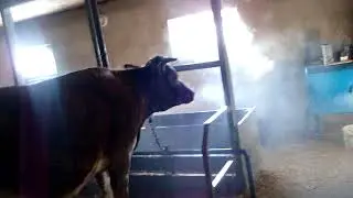 сарай своими руками для крс част 1