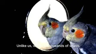 Birdsong follows Zipf's law like human speech #birds #science #speech