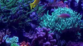 Critically Endangered Coral | SeaWorld Orlando