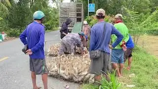 Cute Farmer Girl Reveals Her Secret to Counting Thousands of Ducks Before Transport