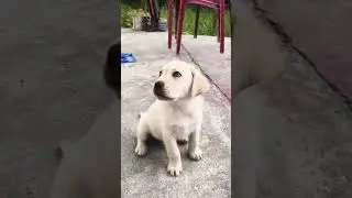 &ldquo;Itna Cute Labrador Puppy 😍 Play Time = Full Masti 🐶😂 | #labrador #shorts #ytshorts