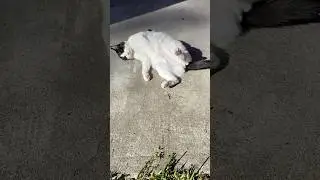 Superball enjoys a roll in the sunshine ☀️ 😻#cat #shorts