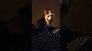 Мой Феррал Кот Хамза #cat #catlover #catvideos #kitty #kittycat #catmom