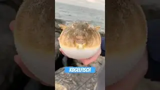 Dieser Fisch kann dich t&ouml;ten &ndash; und sieht dabei aus wie ein Ballon.