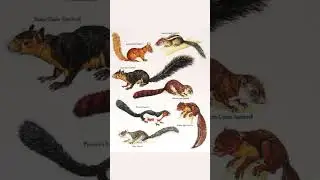 The Rarest Squirrels In The World Will Shock You 🐿️ #amazingfacts #animals