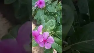 un jard&iacute;n de la costa colombiana/ #jardiner&iacute;a #naturaleza #plantas #candybu  #colombia